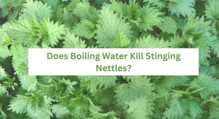 Does Boiling Water Kill Stinging Nettles?