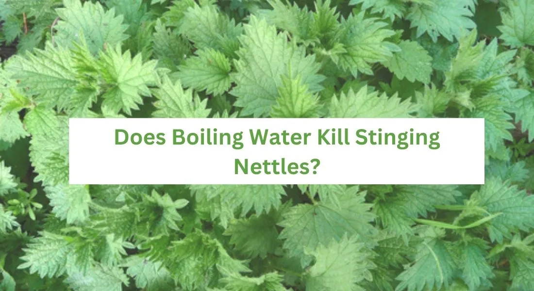 Does Boiling Water Kill Stinging Nettles? LawnAsk