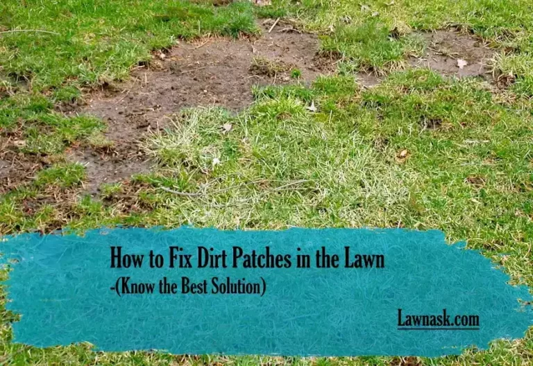How to Fix Dirt Patches in the Lawn: Know the Best Solution