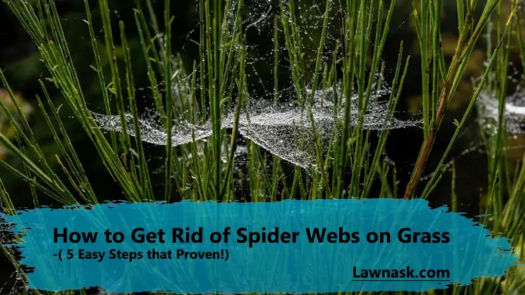 How to Get Rid of Spider Webs on Grass