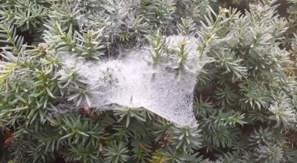Rid of Spider Webs on Grass
