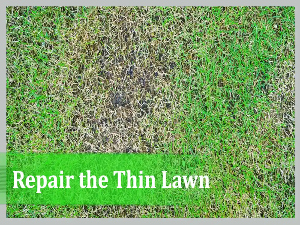 Repair the Thin Lawn