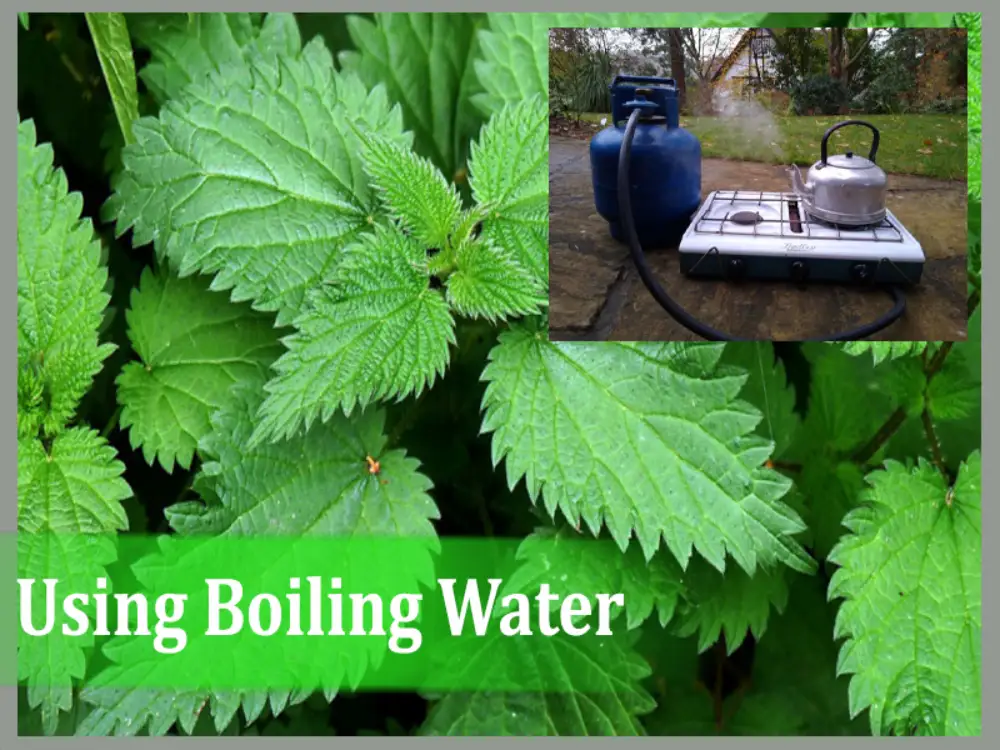 Using Boiling Water