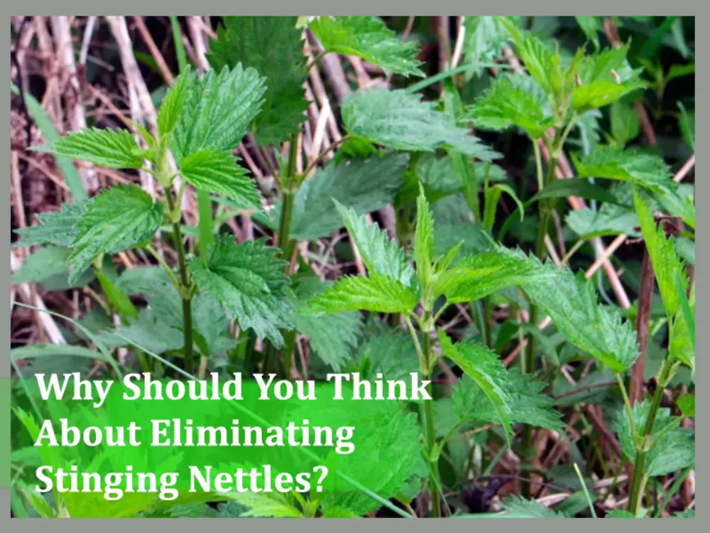 Why Should You Think About Eliminating Stinging Nettles?