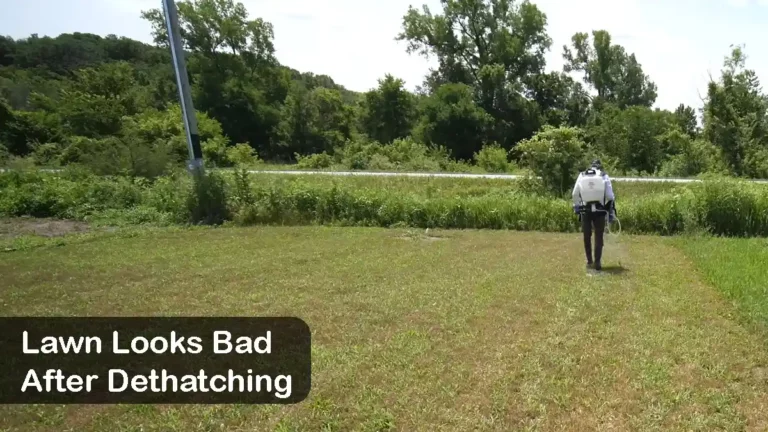 What To Do After Dethatching Lawn