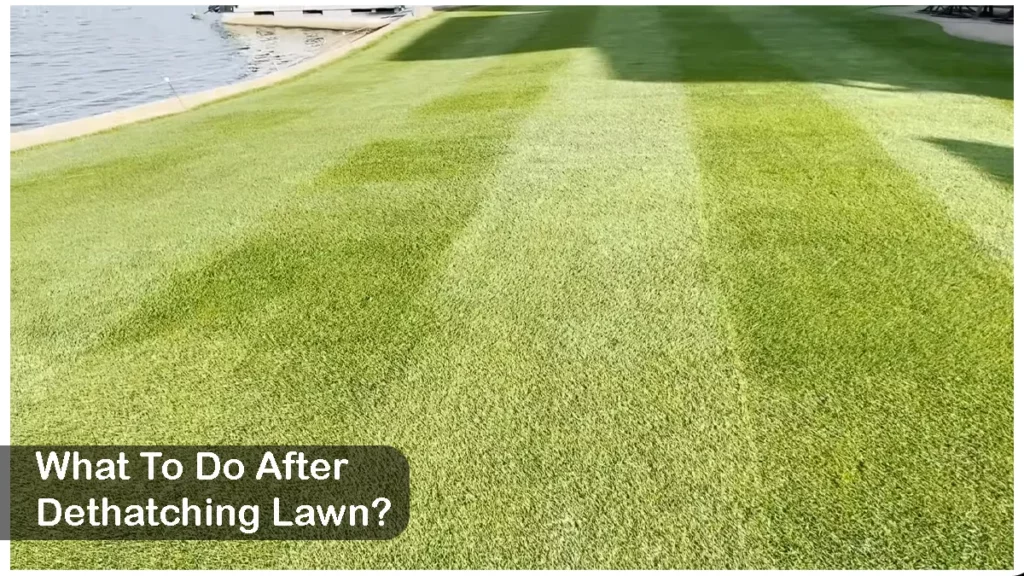 What To Do After Dethatching Lawn