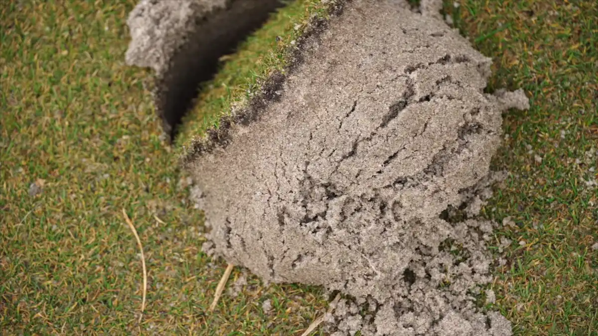 Can Dethatching Hurt Your Lawn? Details Guide LawnAsk