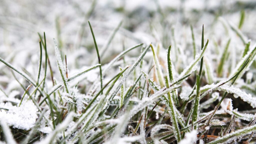 Grass covered in frost in winter