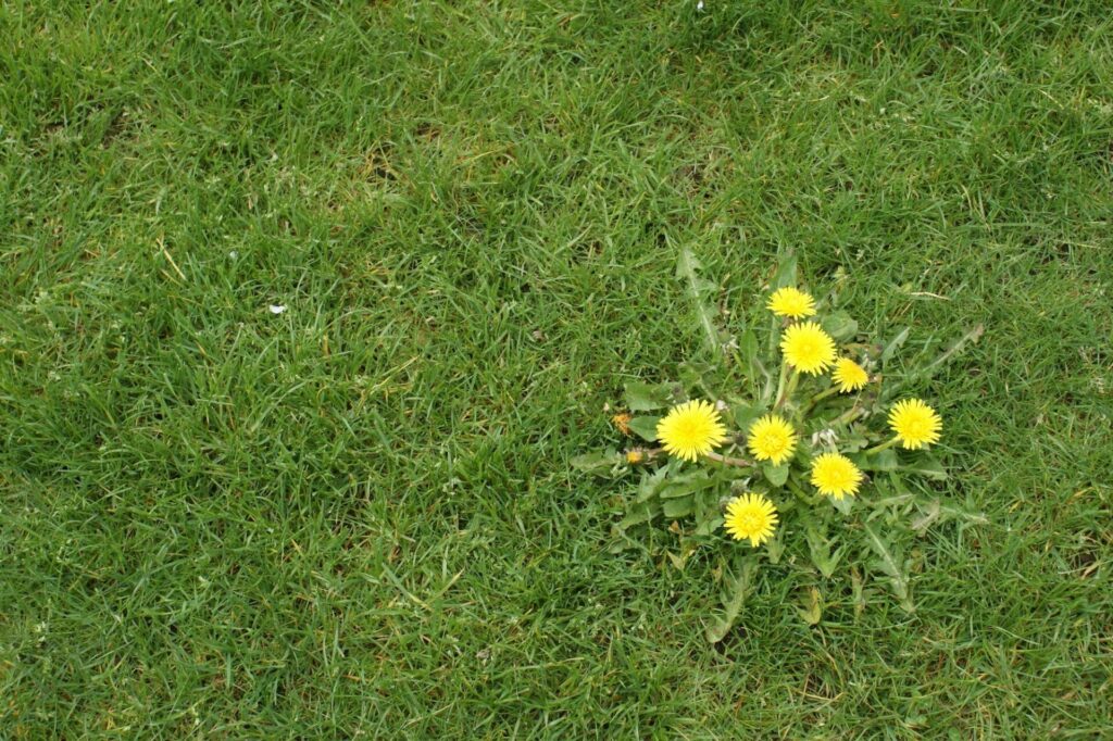 lawn fertilization and weed control