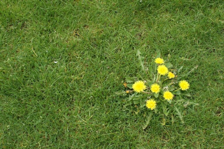 lawn fertilization and weed control