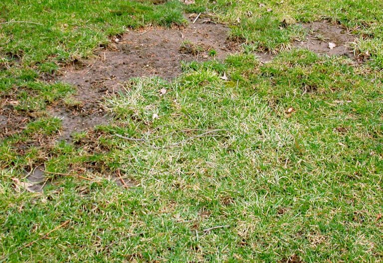 why is my grass not growing