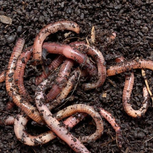 why are there so many worms in my yard
