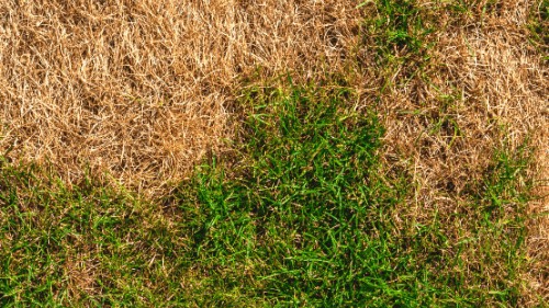 Why Your Lawn Is Turning Brown