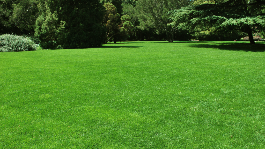 why is the grass green in colour