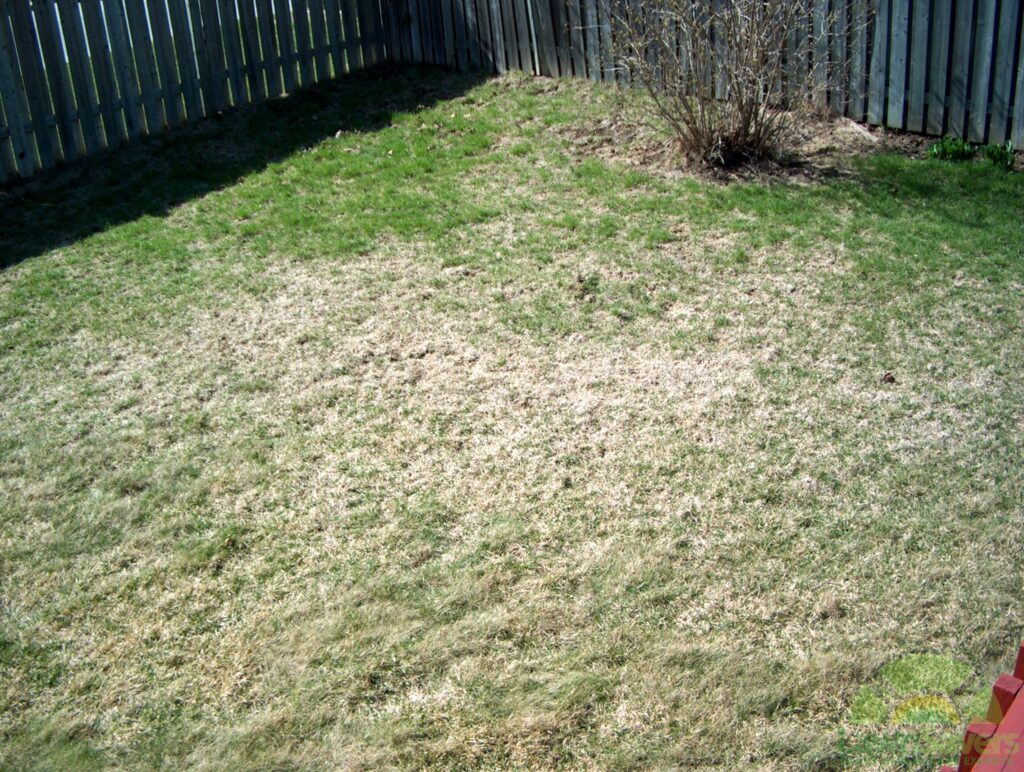why is my grass dying