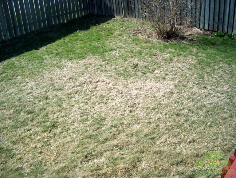 why is my grass dying
