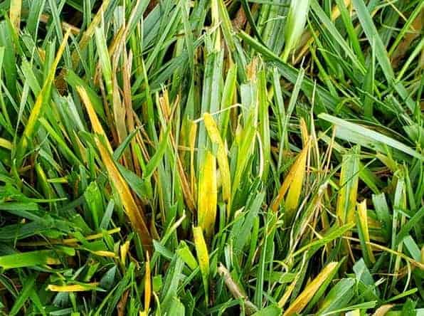 why is my st augustine grass turning yellow