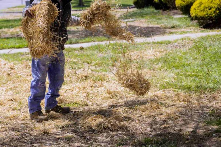 why do you put straw over grass seed