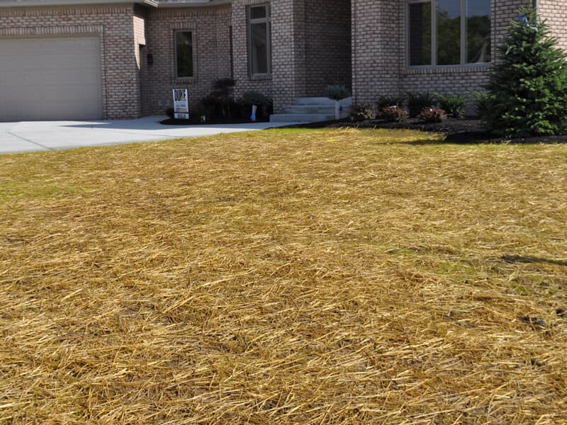 why do you put straw over grass seed