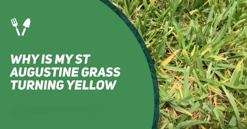 why is my st augustine grass turning yellow