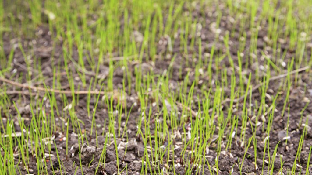 how long after seeding can i mow