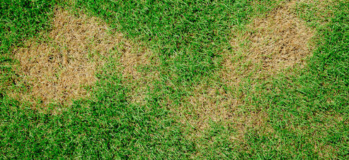 why is my grass turning yellow