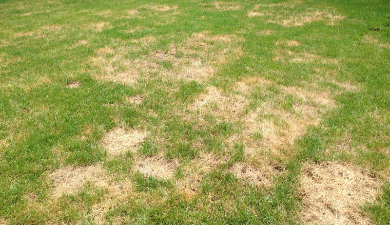 why is my lawn dying