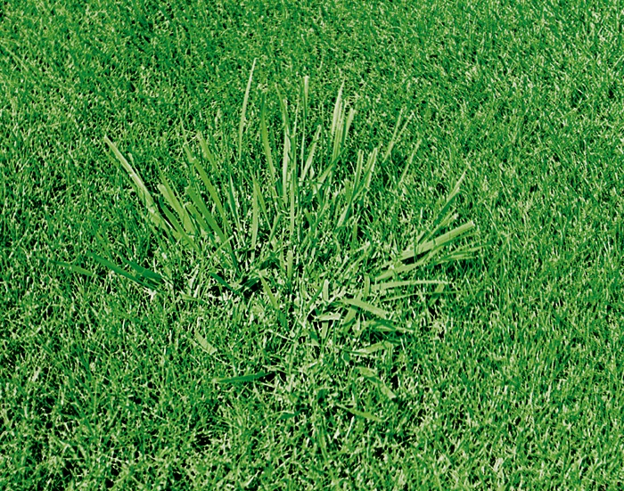 why is my grass growing in clumps