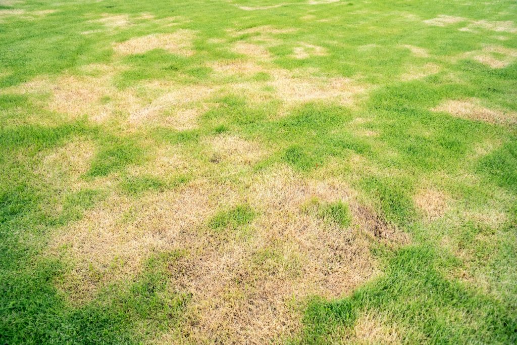 why is my grass dying