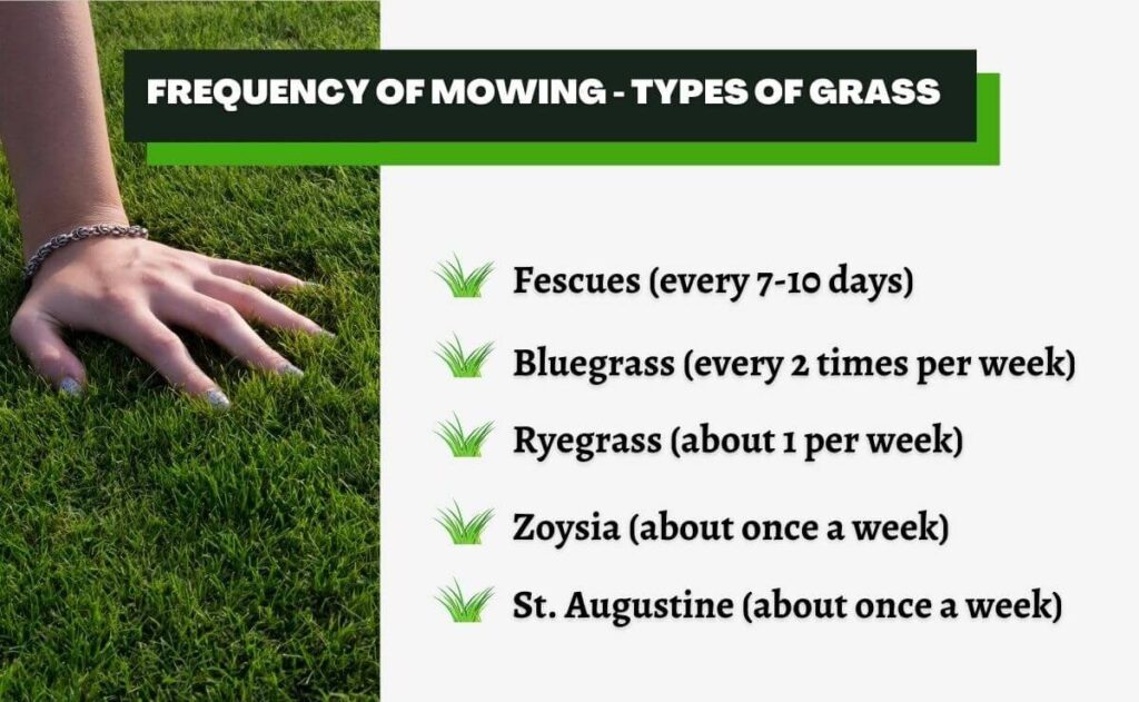 how often to mow lawn
