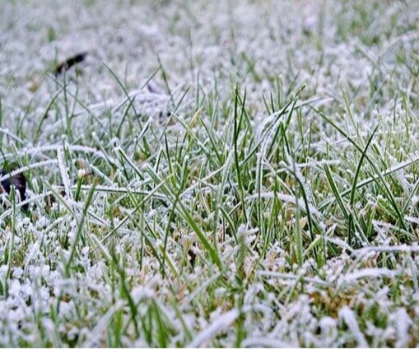 Grass covered in frost in winter