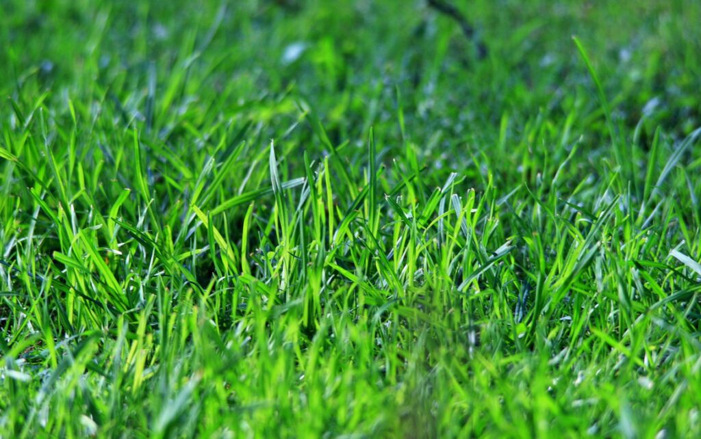 why is the grass green in colour
