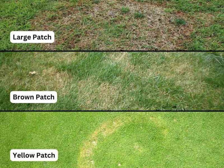 why is my grass turning yellow