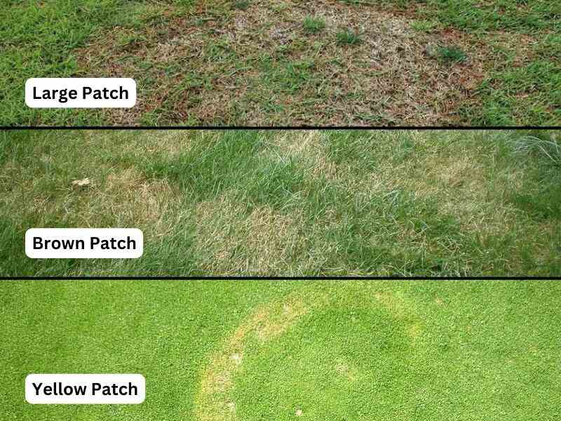 why is my grass turning yellow