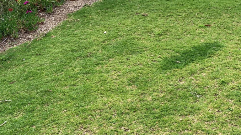 why is my lawn different shades of green