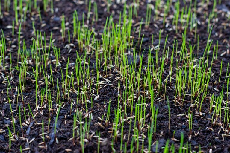 how long after seeding can i mow