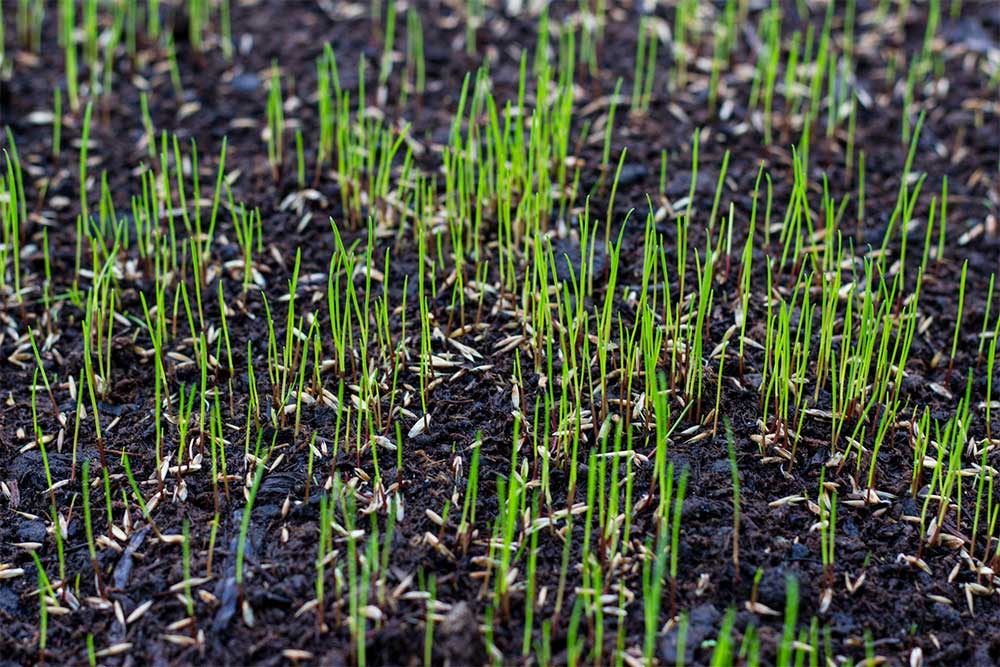 how long after seeding can i mow