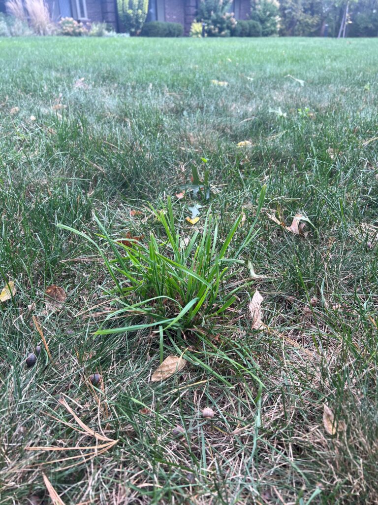 why is my grass growing in clumps